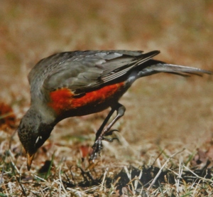 American Robin jumping upward