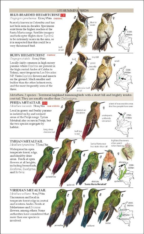 Sample from Field Guide to the Birds of Colombia: Second Edition