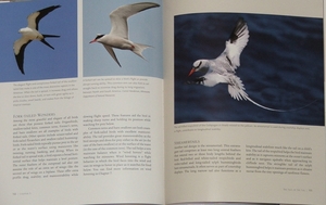 sample pages from Birds in Flight