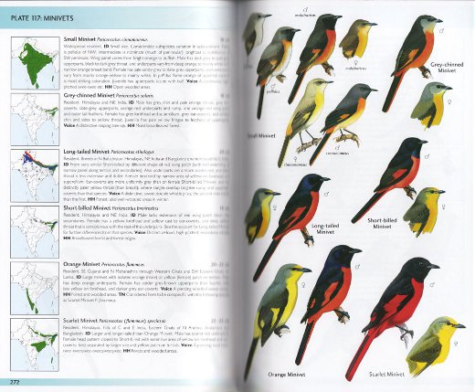 sample pages from Birds of India