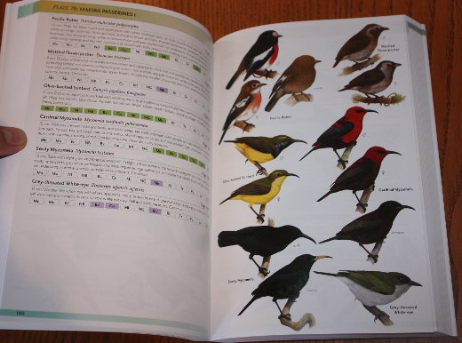 sample pages from Birds of Melanesia