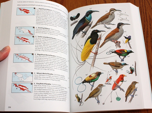 Birds of Paradise from Birds of New Guinea (Second Edition)