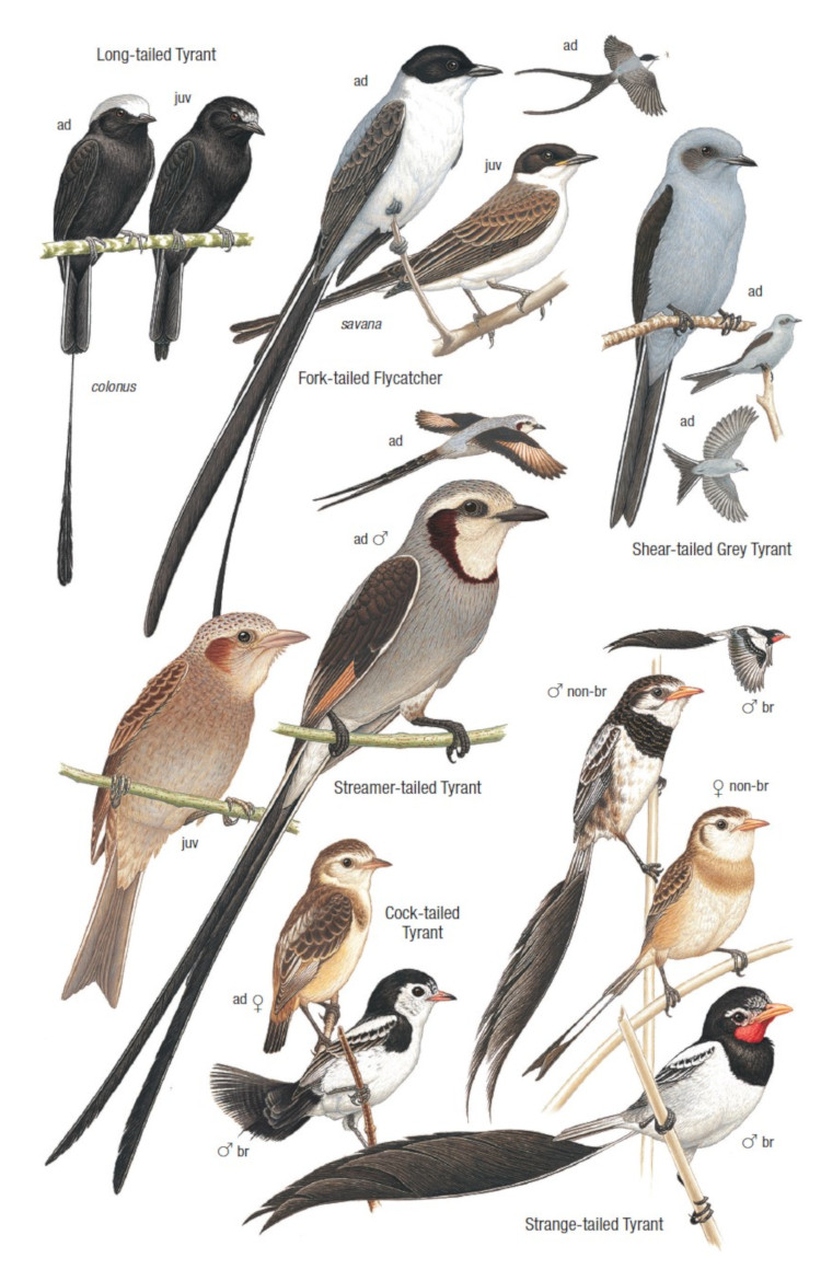Sample from Birds of Argentina and the South-west Atlantic