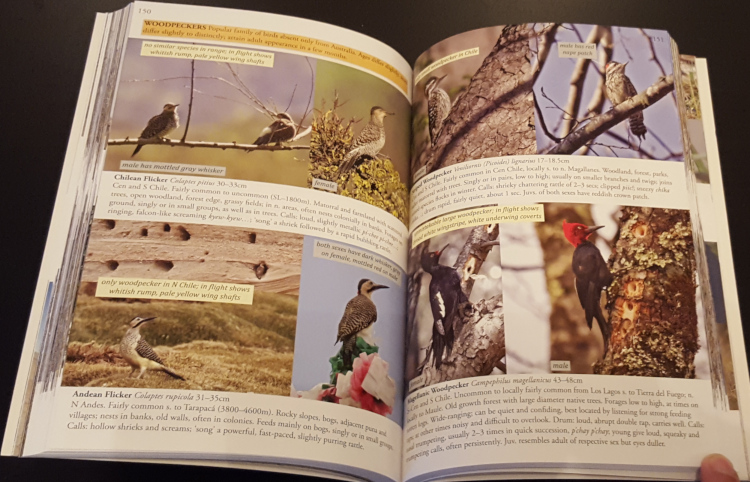 Sample from Birds of Chile: A Photo Guide