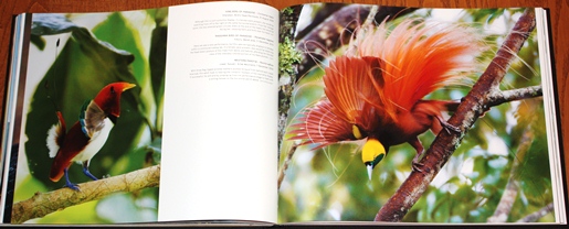 King and Raggiana Birds-of-paradise from Birds of Paradise: Revealing the World's Most Extraordinary Birds
