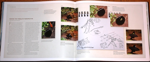 Parotia dance setup from Birds of Paradise: Revealing the World's Most Extraordinary Birds