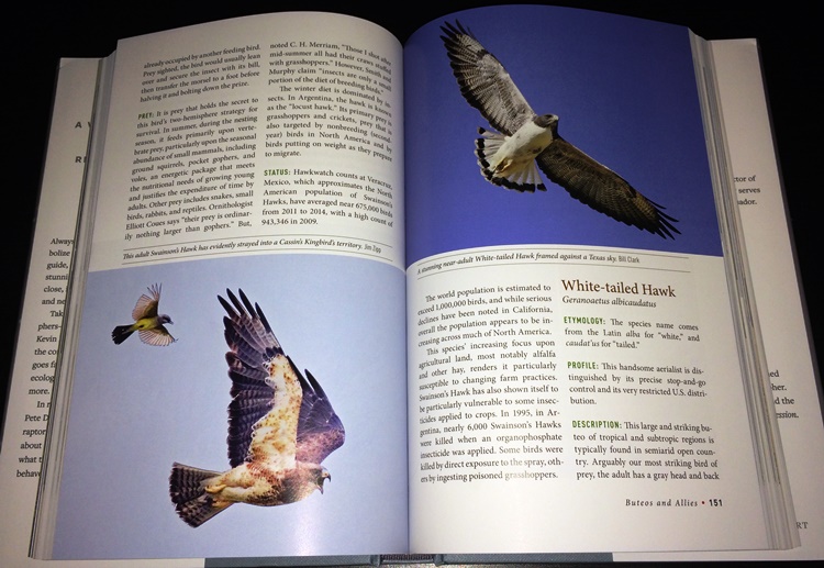 Sample from Birds of Prey: Hawks, Eagles, Falcons, and Vultures of North America