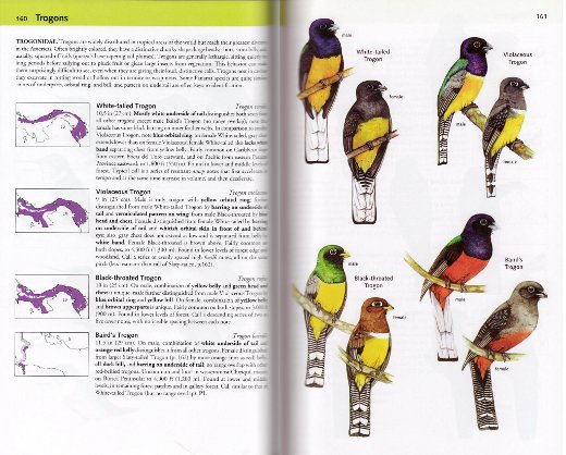 sample pages from The Birds of Panama