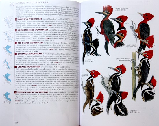 sample from Birds of Peru: Revised and Updated Edition