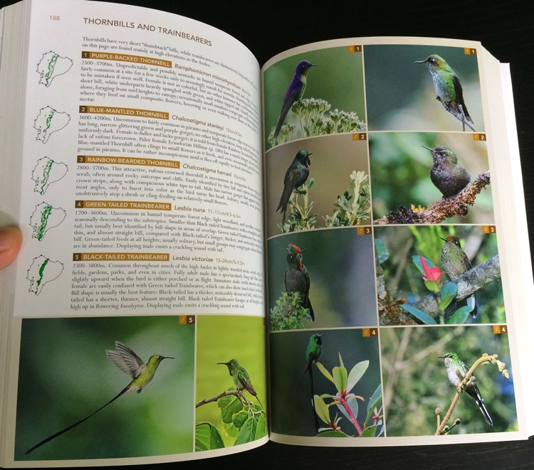 Hummingbirds, from Birds of Western Ecuador: A Photographic Guide