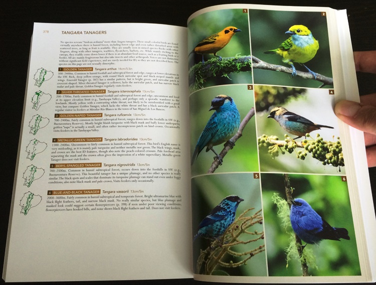 Tanagers, from Birds of Western Ecuador: A Photographic Guide