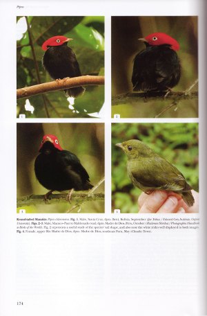 Round-tailed Manakin from Cotingas and Manakins