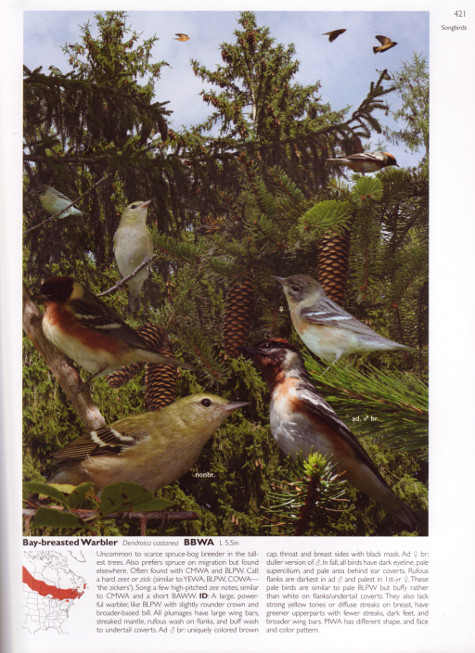 Bay-breasted Warbler account from The Crossley ID Guide: Eastern Birds