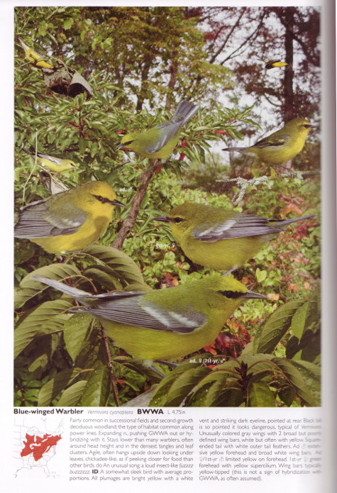 Blue-winged Warbler account from The Crossley ID Guide: Eastern Birds