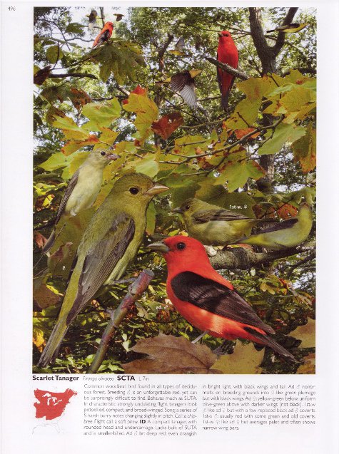 Scarlet Tanager account from The Crossley ID Guide: Eastern Birds