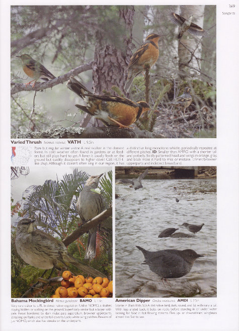 Sample smaller accounts from The Crossley ID Guide: Eastern Birds