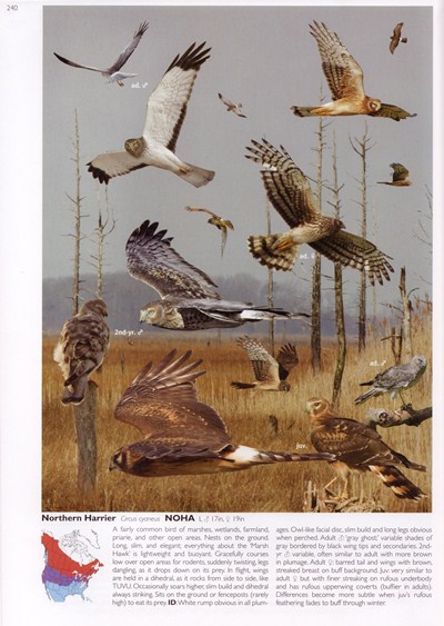Northern Harrier from The Crossley ID Guide: Eastern Birds
