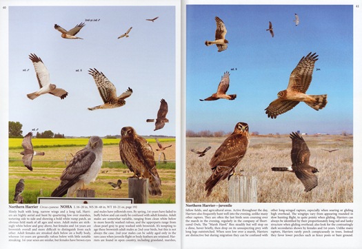 Northern Harrier from The Crossley ID Guide: Raptors