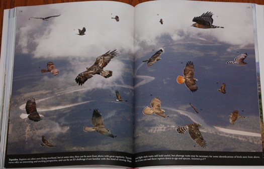 Mystery plate from The Crossley ID Guide: Raptors