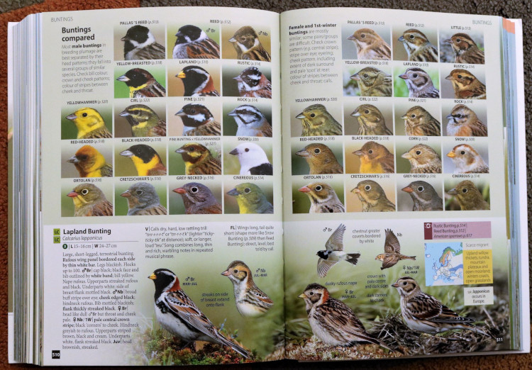 buntings from Europe's Birds: An Identification Guide