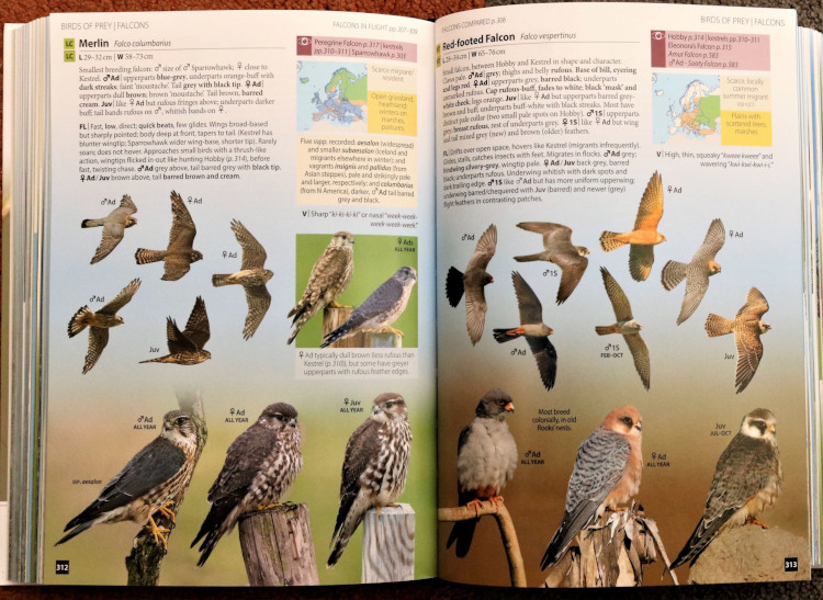 falcons from Europe's Birds: An Identification Guide