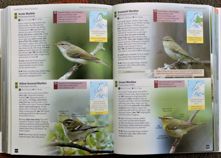 phylloscopus from Europe's Birds: An Identification Guide