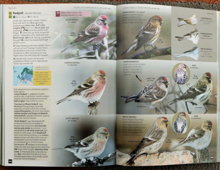 redpolls from Europe's Birds: An Identification Guide