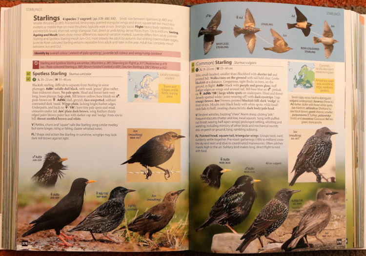 starlings from Europe's Birds: An Identification Guide