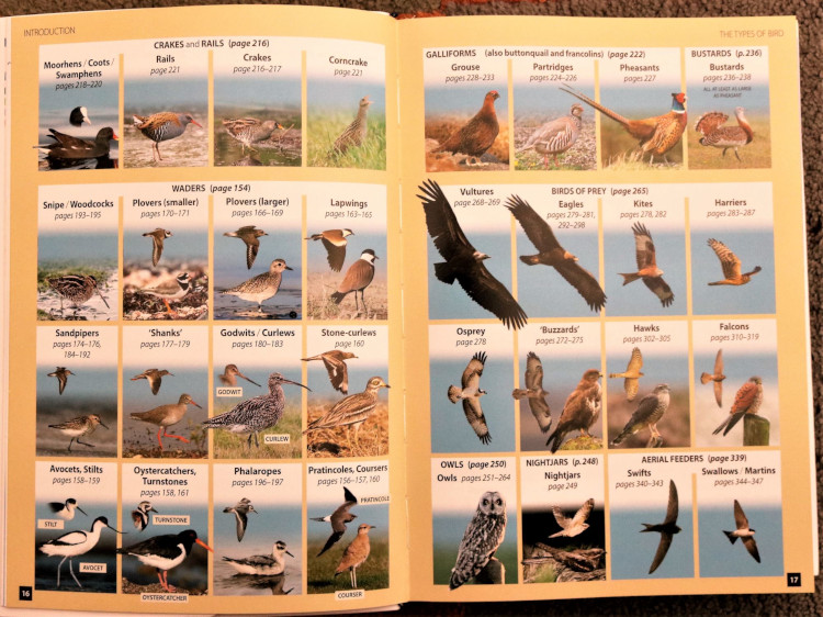 Bird types from Europe's Birds: An Identification Guide