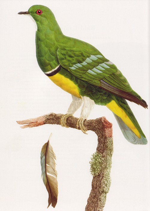 Cloven-feathered Dove from Extraordinary Birds: Essays and Plates of Rare Book Selections from the American Museum of Natural History Library