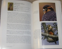 sample species account from Falcons of North America