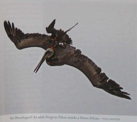 a Peregrine Falcon attacking a Brown Pelican, from Falcons of North America