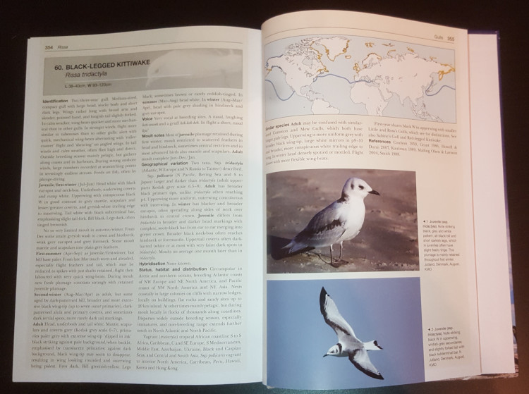 Sample from Gulls of the World: A Photographic Guide