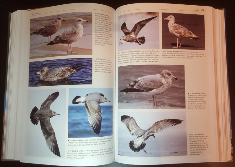 photos from Gulls of the World: A Photographic Guide