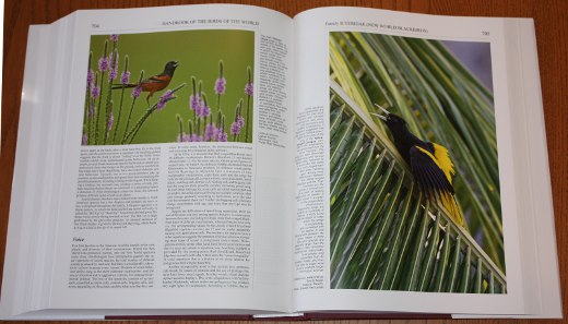 Blackbirds family account from Handbook of the Birds of the World, Volume 16