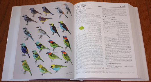 sample Tanagers plate from Handbook of the Birds of the World, Volume 16