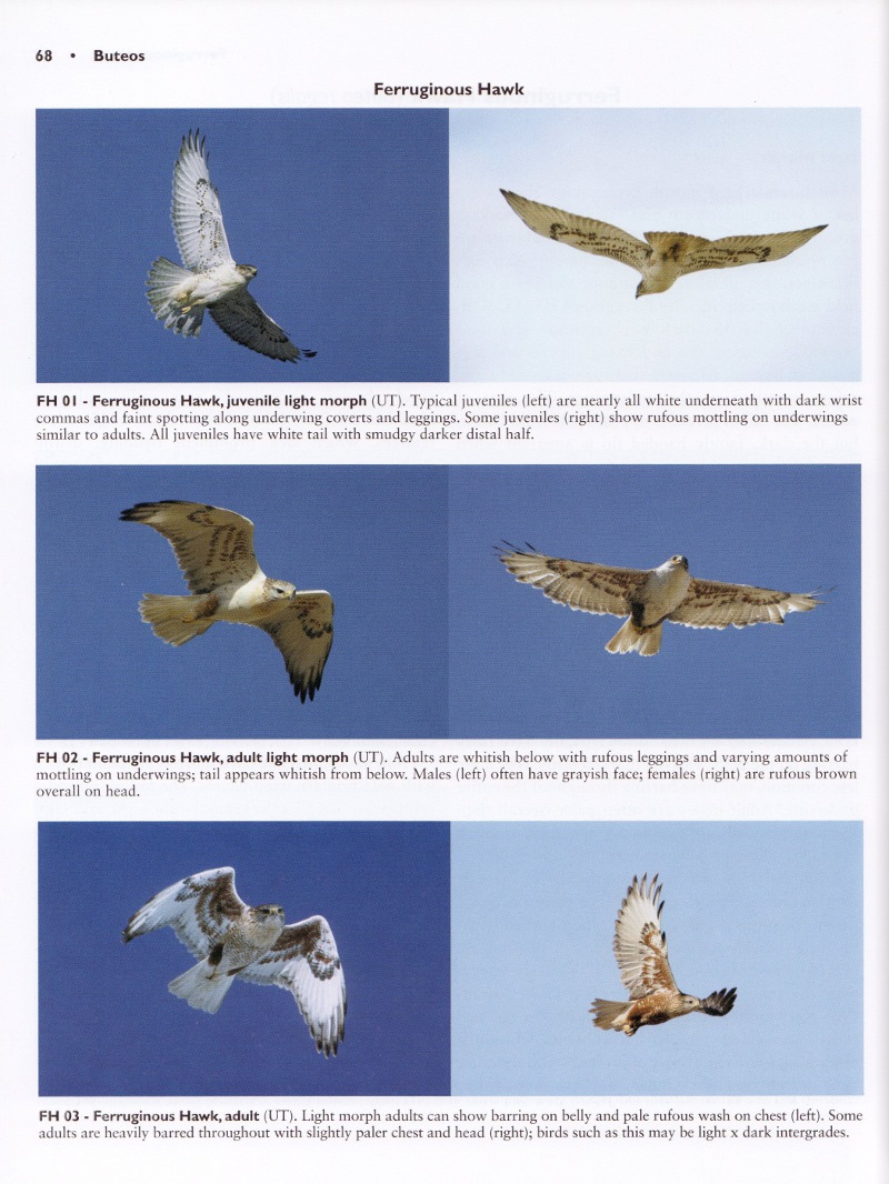 Identify birds of prey