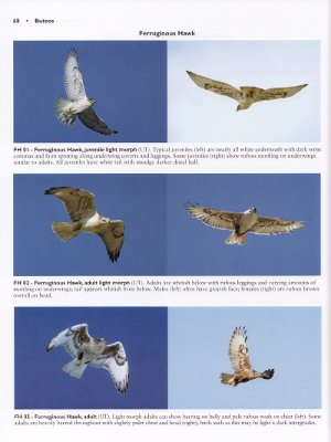 Ferruginous Hawk from Hawks from Every Angle
