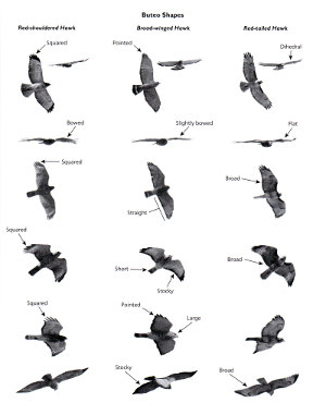 Sample shapes plate from Hawks from Every Angle