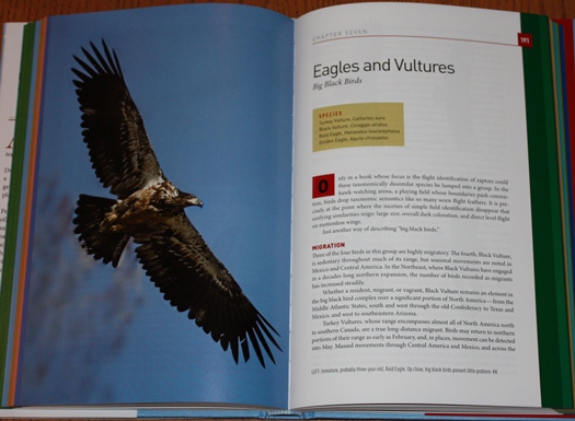 Eagles and Vultures chapter from Hawks in Flight: Second Edition