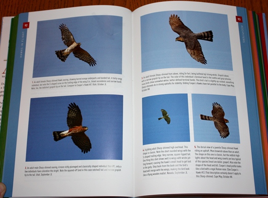 Sharp-shinned Hawk photos from Hawks in Flight: Second Edition