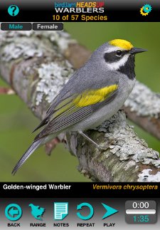 Golden-winged Warbler from HeadsUp Warblers iPhone app