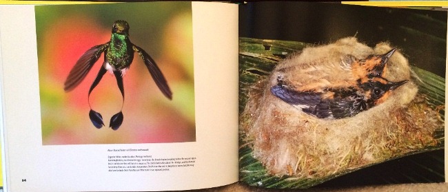 Booted Raquet-tail and White-necked Jacobin chicks from Hummingbirds