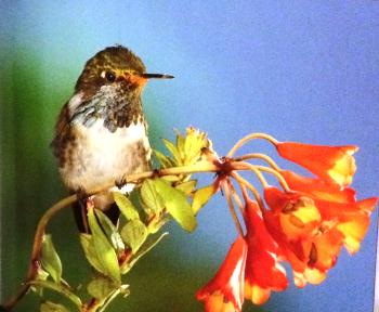 Volcano Hummingbird from Hummingbirds