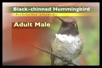 Male Black-chinned Hummingbird