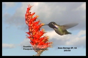 Costa's Hummingbird