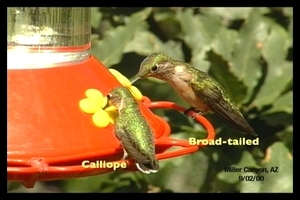 female hummingbird comparison
