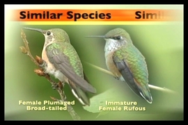 species comparison