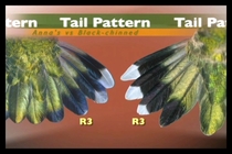 tail comparison