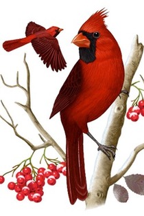Northern Cardinal from iBird